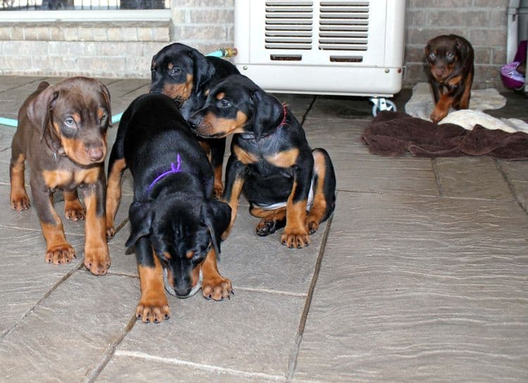 red and rust, black and rust dobermann pinscher puppies