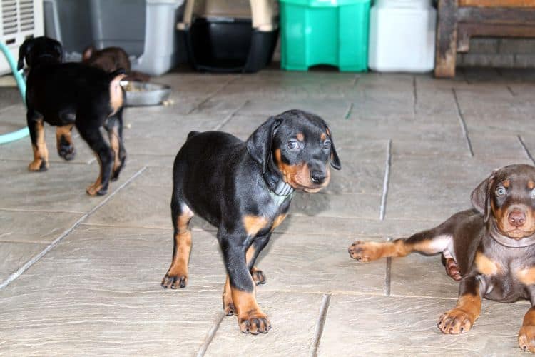 red and rust, black and rust dobermann pinscher puppies