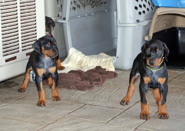 red and rust, black and rust dobermann pinscher puppies