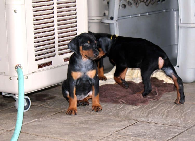 red and rust, black and rust dobermann pinscher puppies