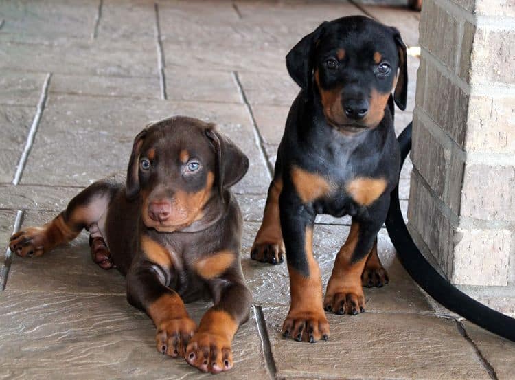 red and rust, black and rust dobermann pinscher puppies