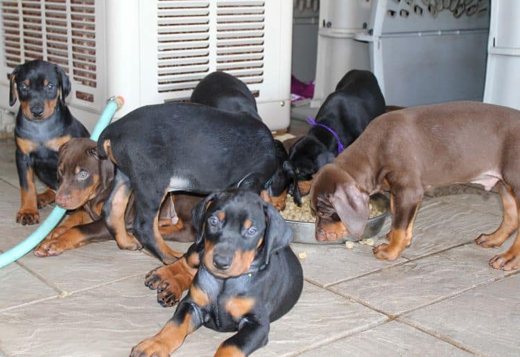 red and rust, black and rust dobermann pinscher puppies