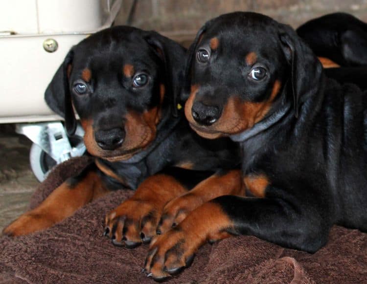 red and rust, black and rust dobermann pinscher puppies