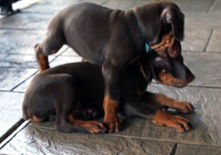 red and rust, black and rust dobermann pinscher puppies