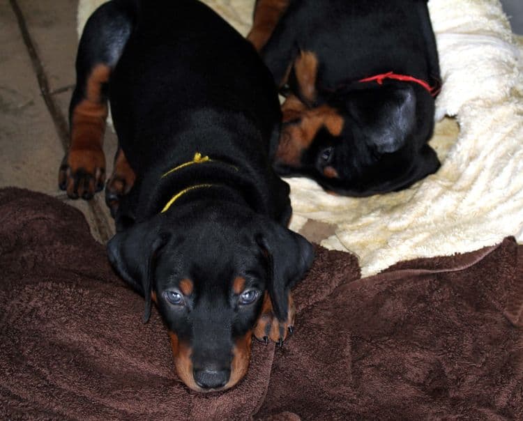 Black and rust male doberman puppy