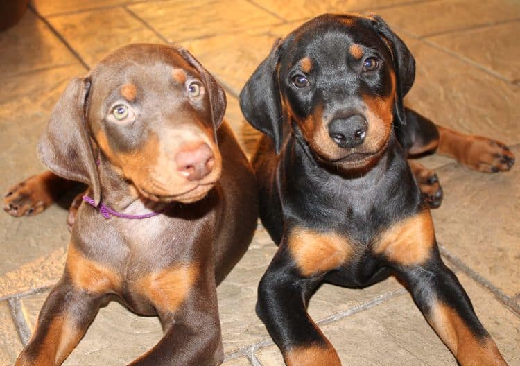 Black and rust female; red and rust female doberman puppies