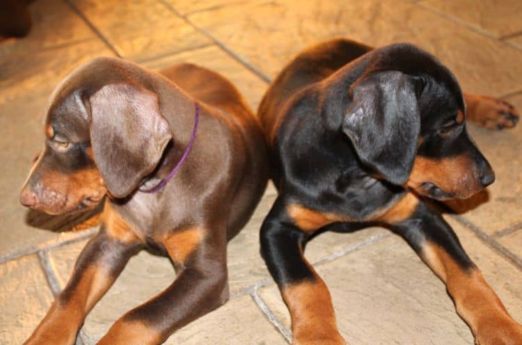 Black and rust female; red and rust female doberman puppies