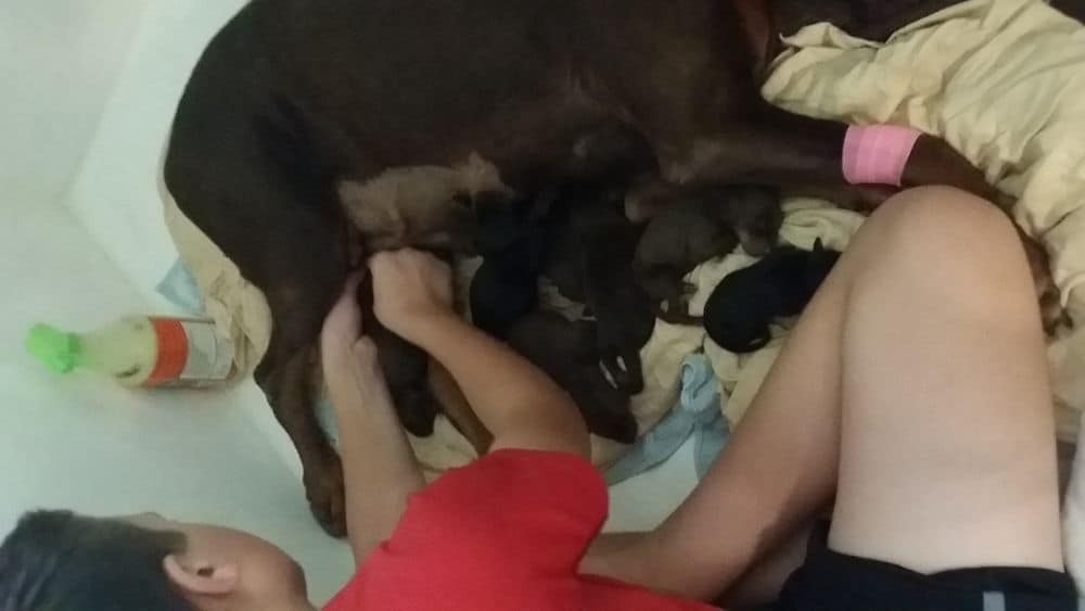 newborn dobermann puppies at home