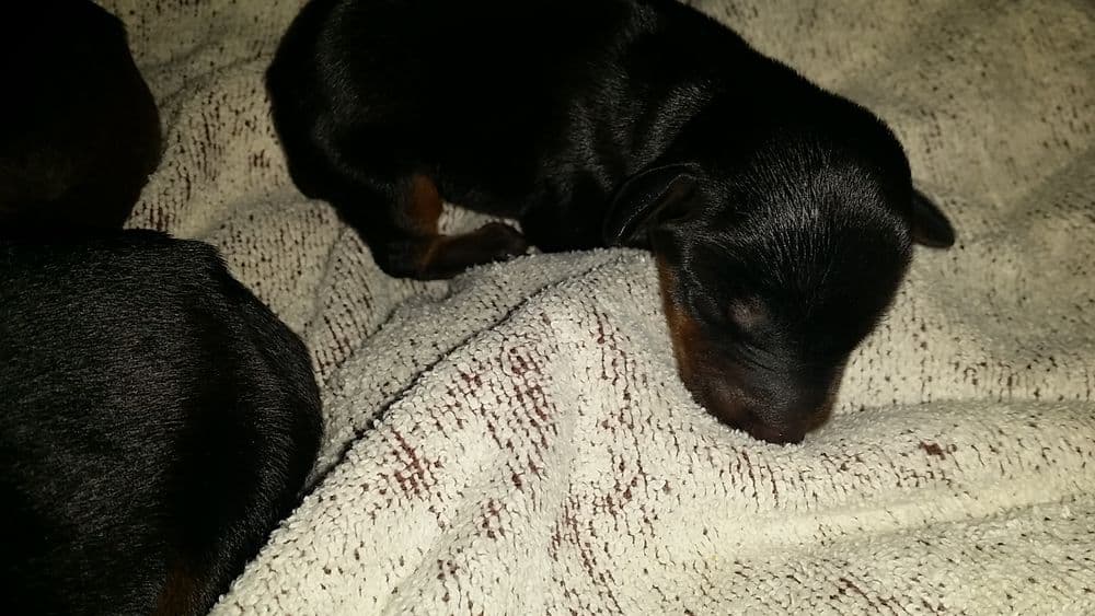 1 day old doberman puppies