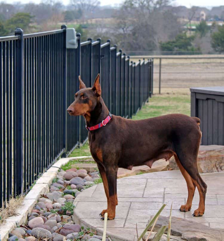 red and rust adult female doberman