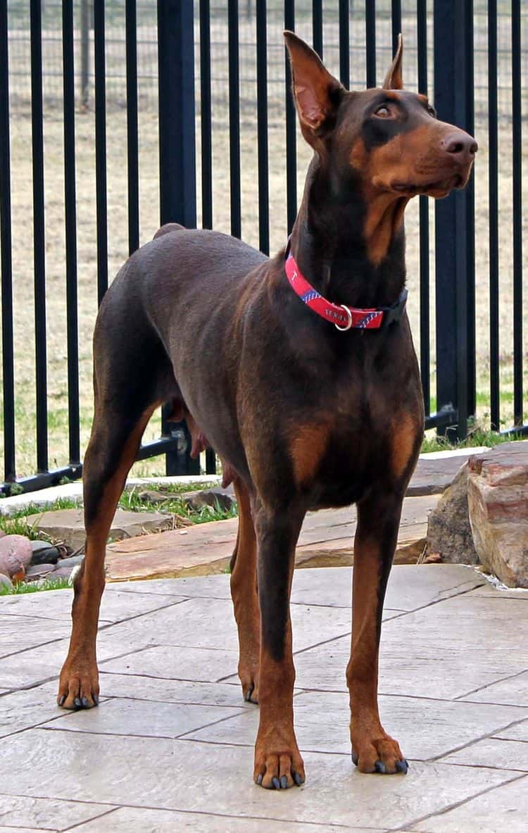 red and rust adult female doberman