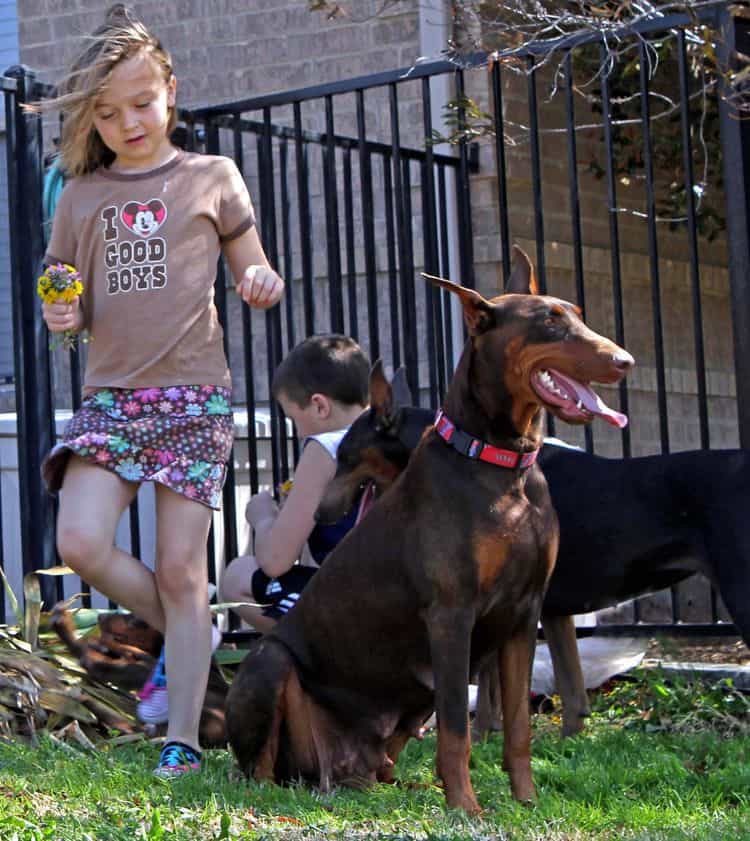 red and rust adult female doberman playing with children and pups