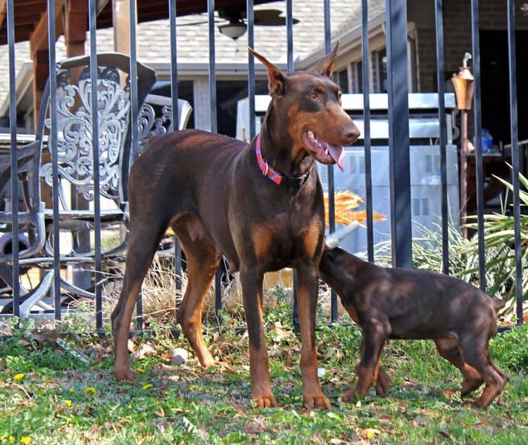 red and rust adult female doberman playing with children and pups