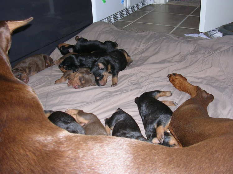 Doberman puppies at 1 week old