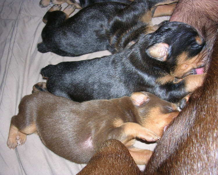 Doberman puppies at 1 week old