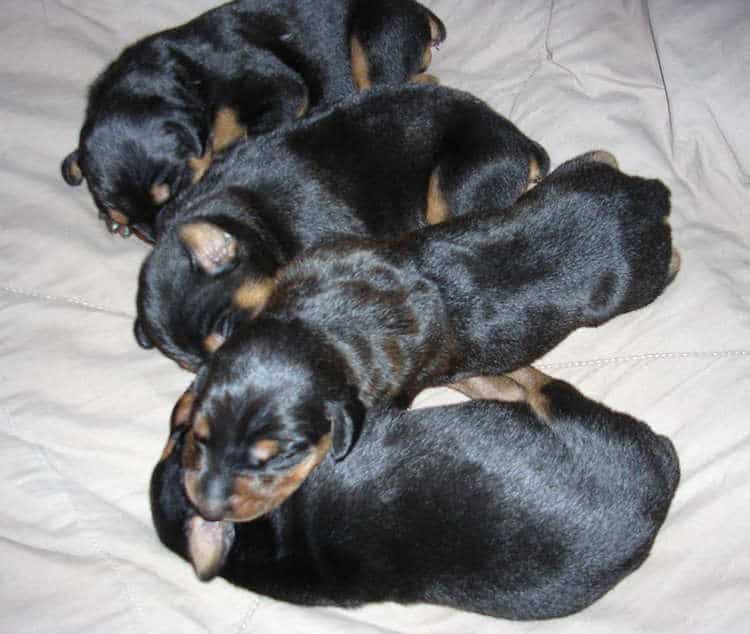 Doberman puppies at 1 week old