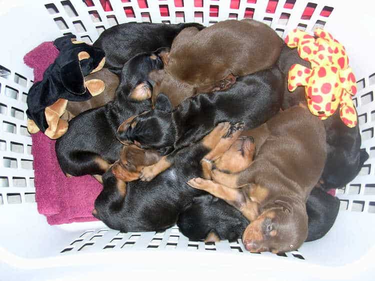 Doberman puppies at 2 weeks old