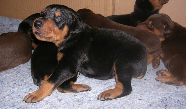 Doberman puppies at 2 weeks old