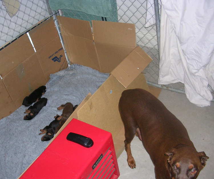 Doberman puppies at 2 weeks old