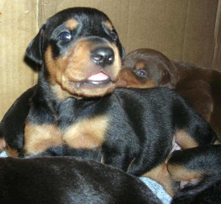 Doberman puppies at 2 weeks old