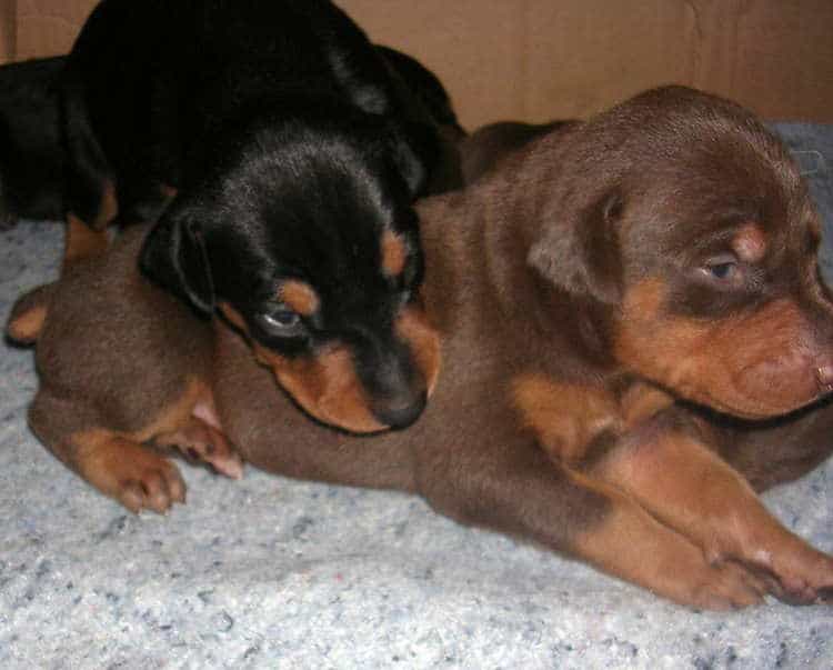 Doberman puppies at 2 weeks old