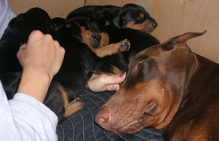 Doberman puppies at 3 weeks old