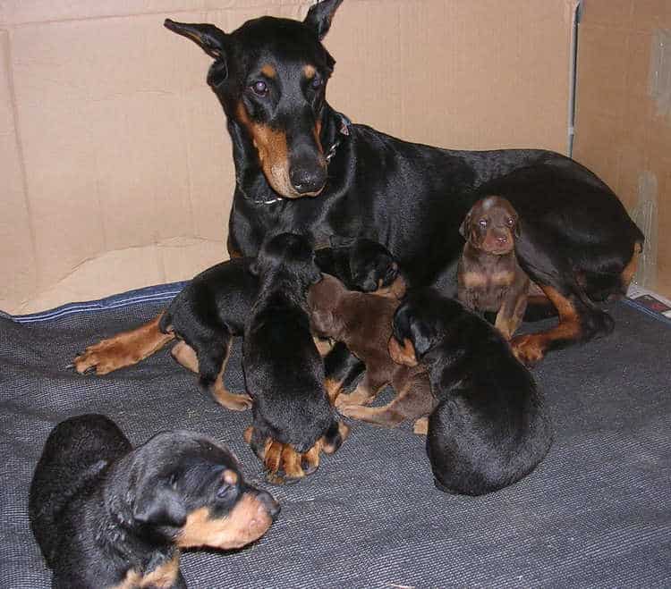 Doberman puppies at 3 weeks old