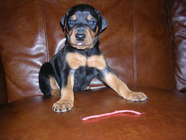 black male Doberman puppy tagged purple