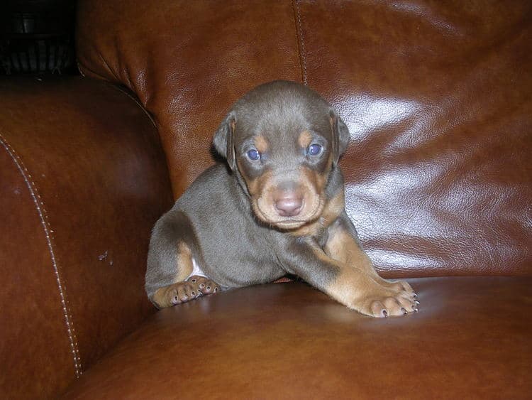 red male Doberman puppy