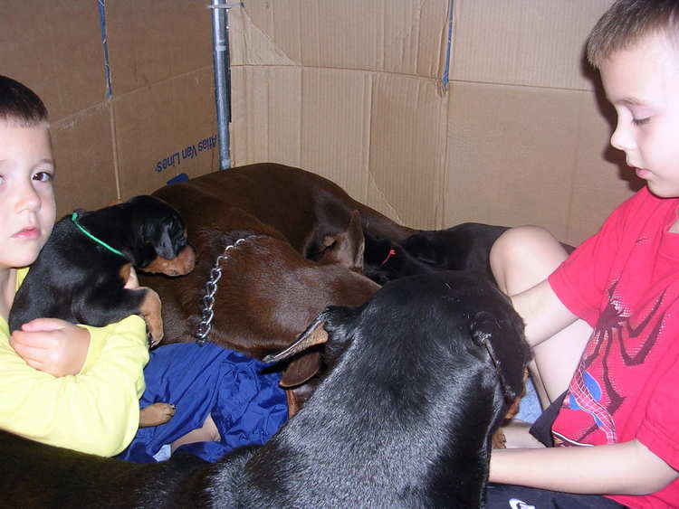 Doberman puppies at 3 weeks old