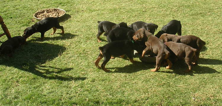 4 week old doberman puppies