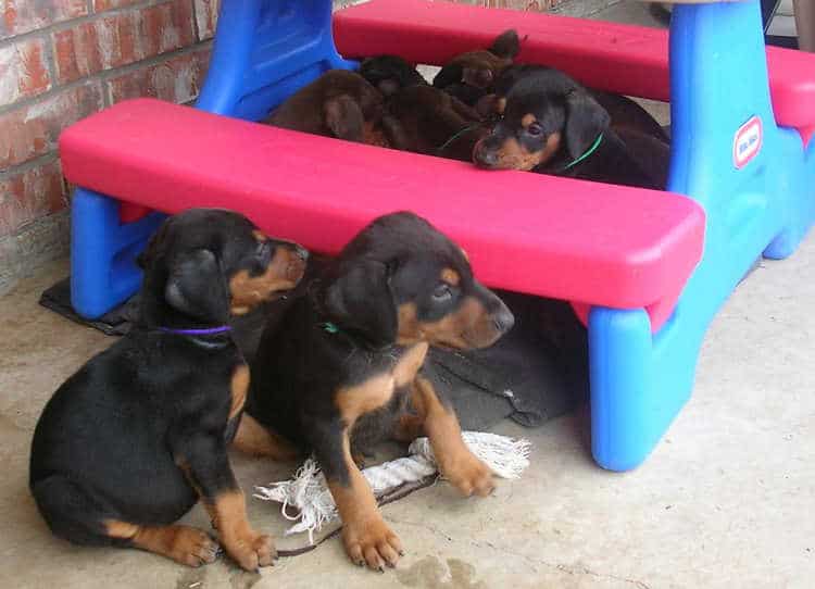 5 week old doberman puppies