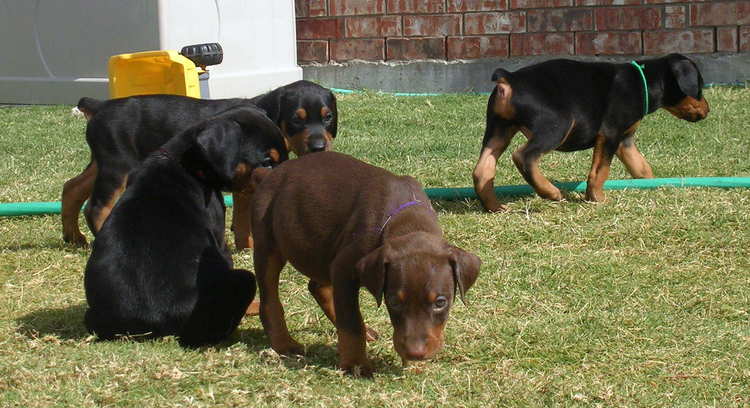 5 week old doberman puppies