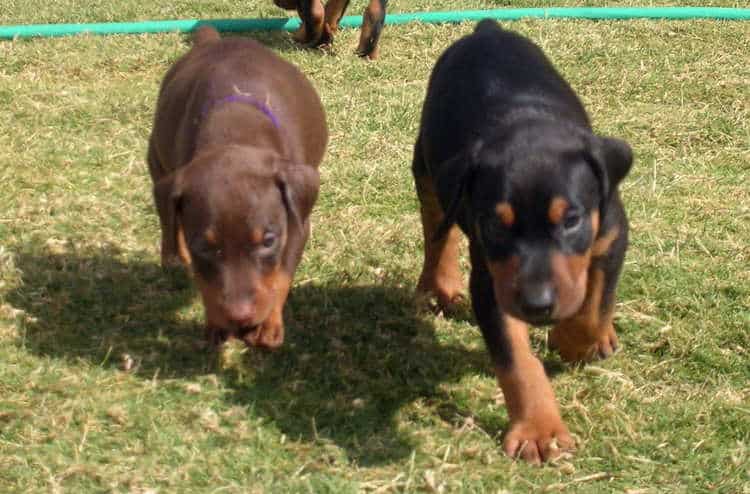 5 week old doberman puppies