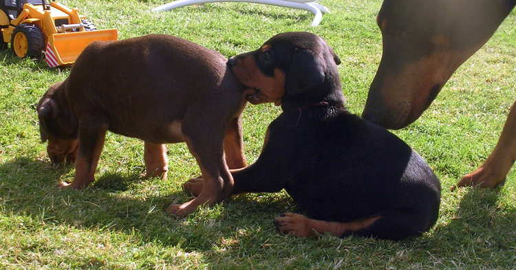 5 week old doberman puppies