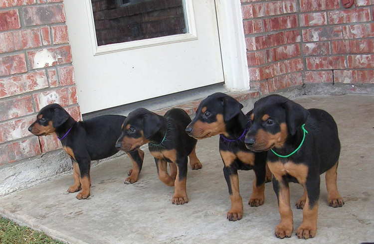 5 week old doberman puppies