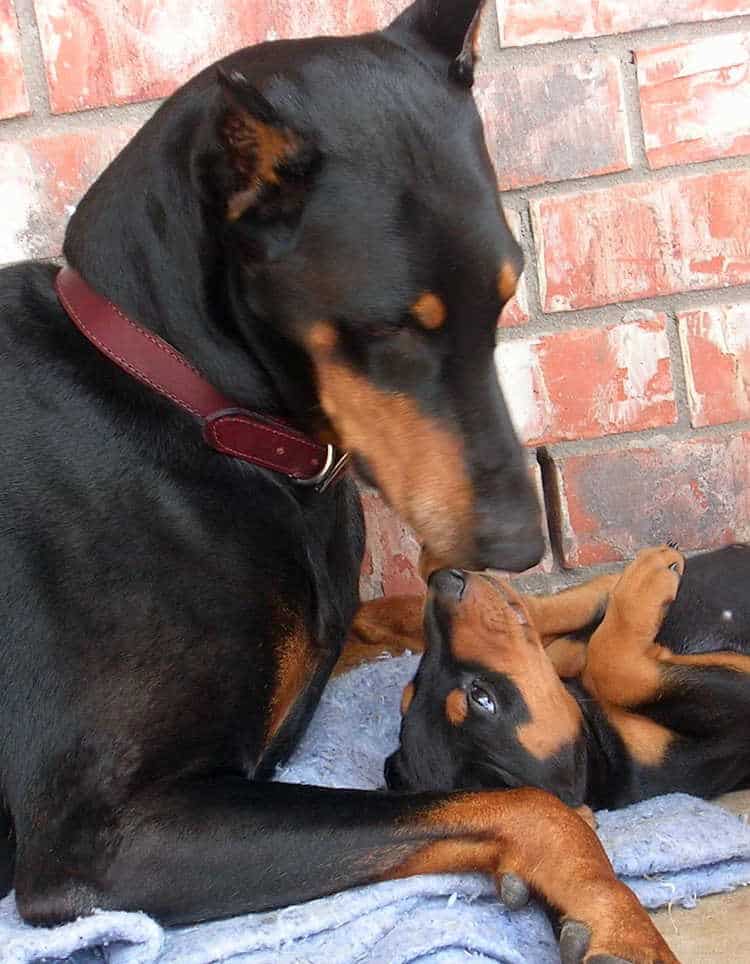 5 week old doberman puppies