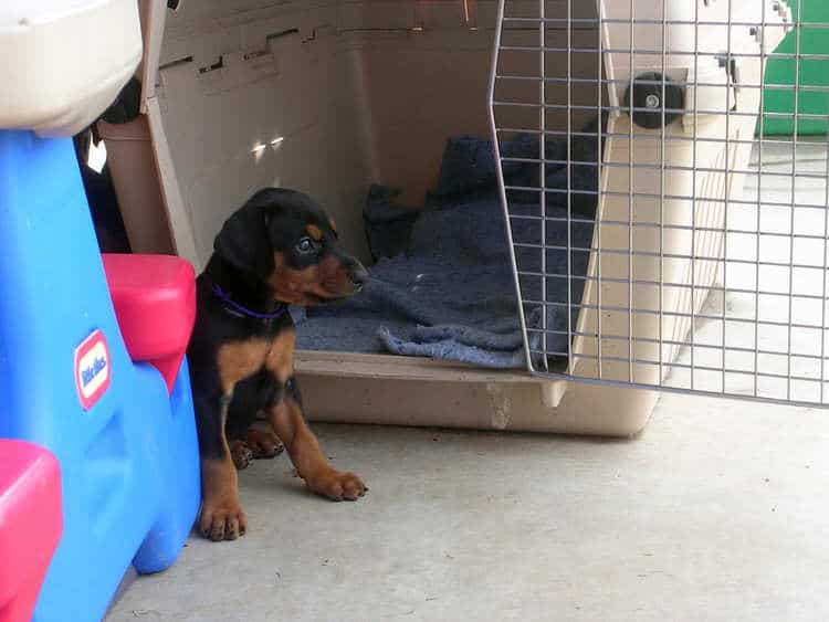 5 week old doberman puppies