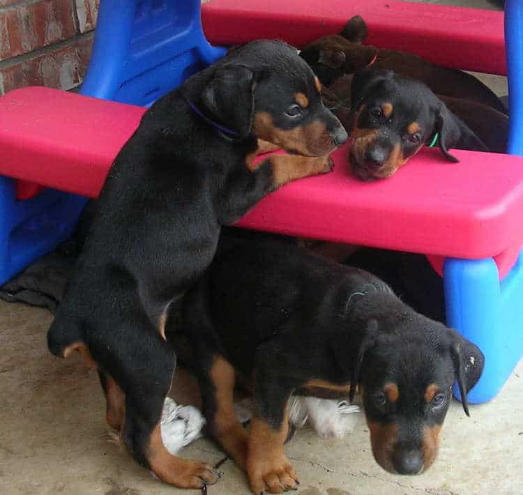 5 week old doberman puppies