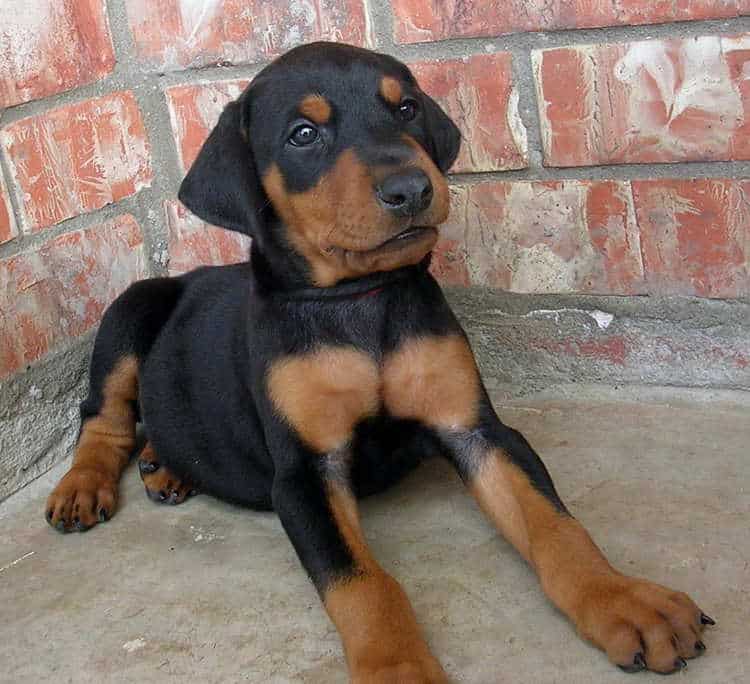 5 week old doberman puppies