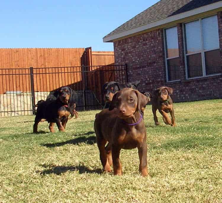 6 week old doberman puppies