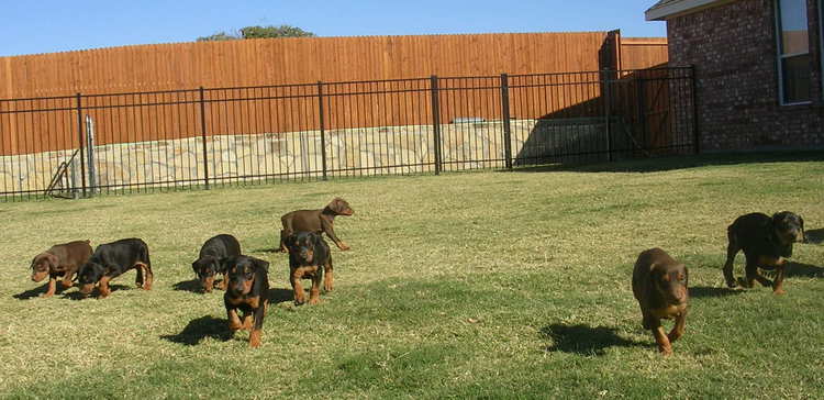 6 week old doberman puppies