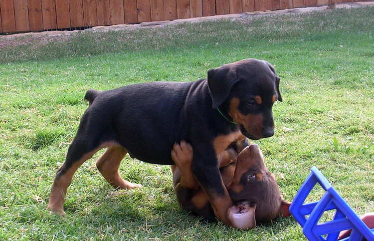 6 week old doberman puppies