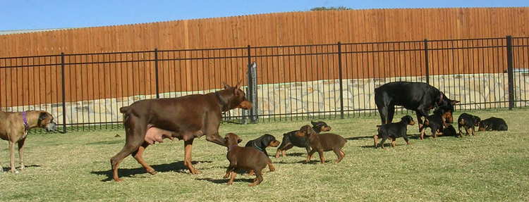 6 week old doberman puppies