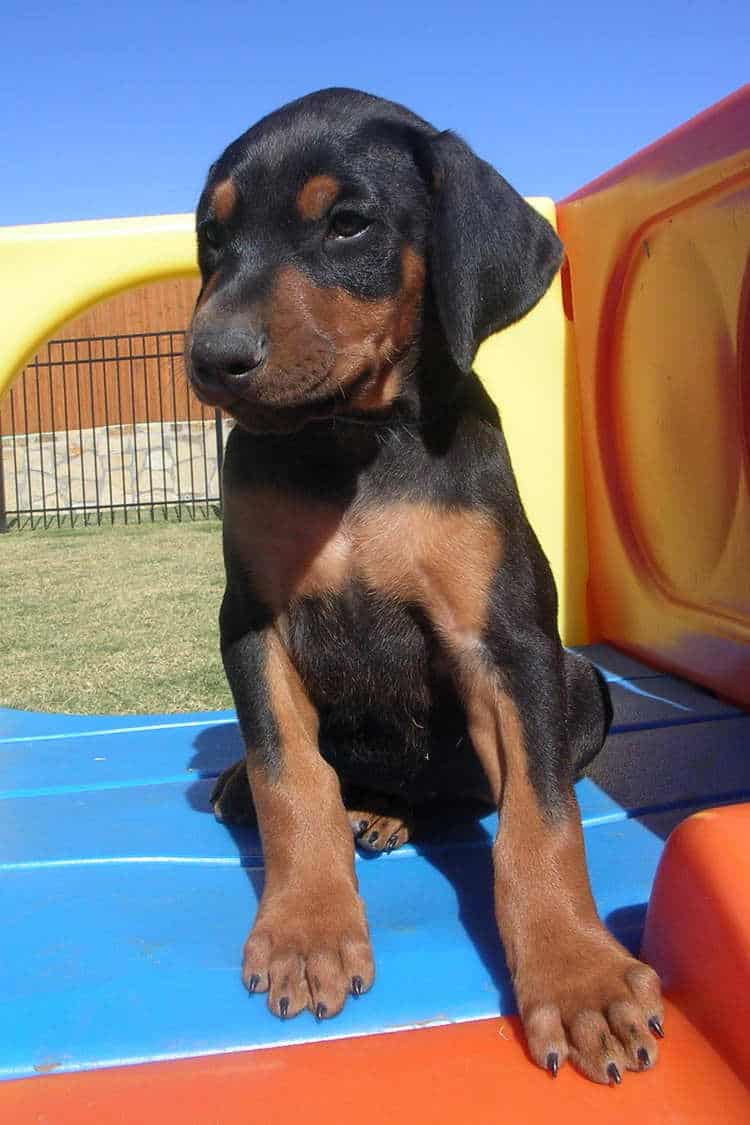 6 week old black rust male doberman puppies