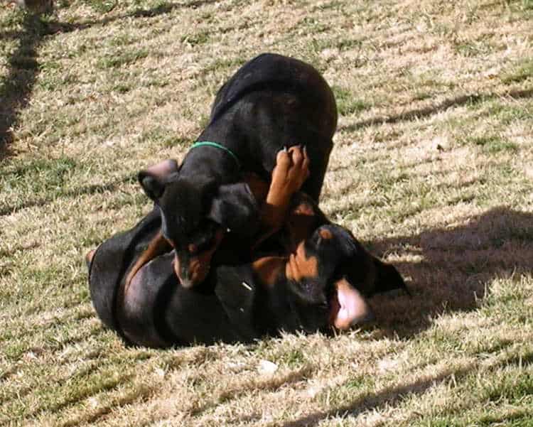 8 week old doberman puppies playing