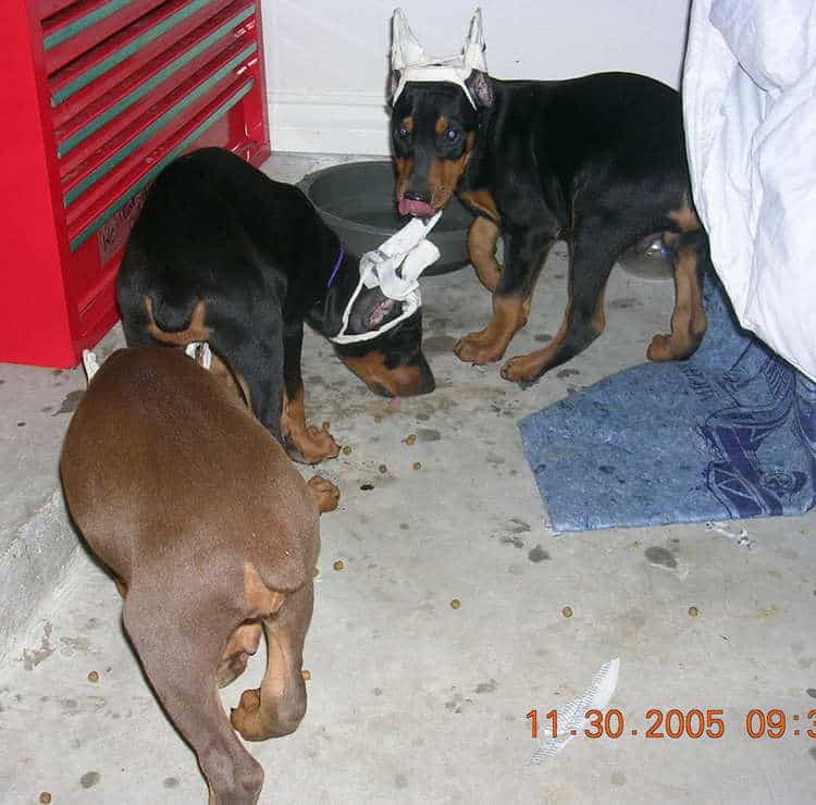 8 week old doberman puppies