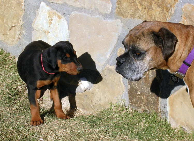 8 week old doberman puppy