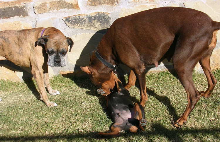 8 week old doberman puppies playing with mom