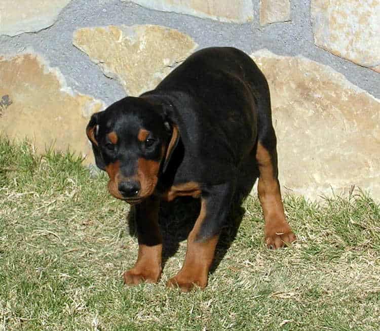 8 week old black rust male doberman puppy